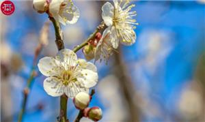 Đến Nhật Bản mùa Xuân ngắm hoa Mơ (hoa Ume)
